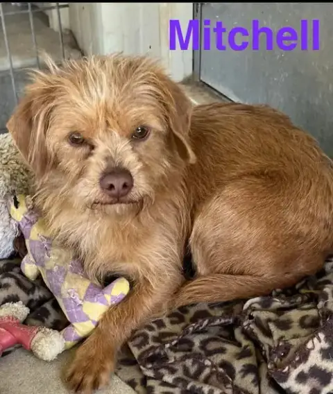 Mitchell photo 2