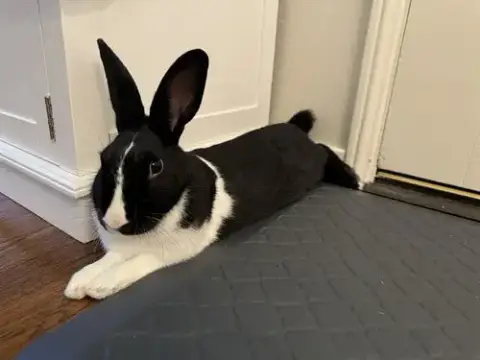Cassidy