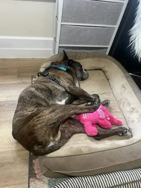 Buddy photo 3