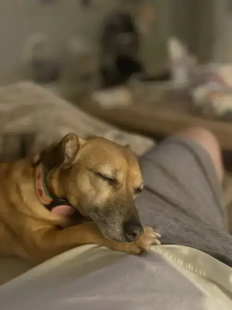 Harley photo 4