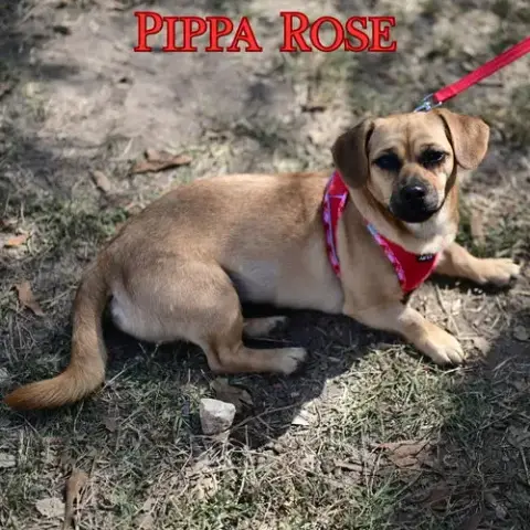Pippa Rose photo 2