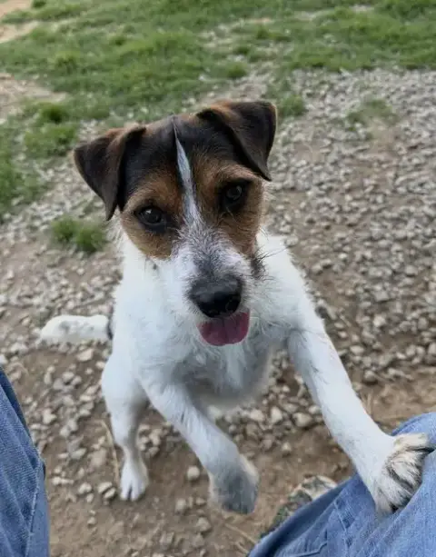 Milo* photo 2