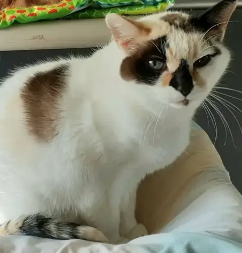 Pebbles photo 1