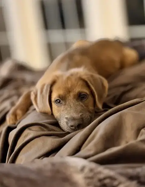 Arlo