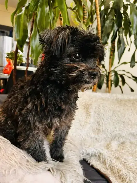 Manny