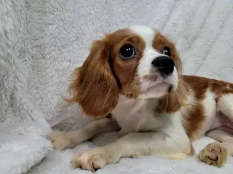 Ginger photo 4