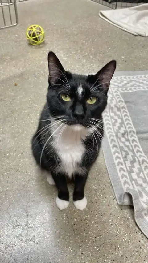Sylvester photo 3