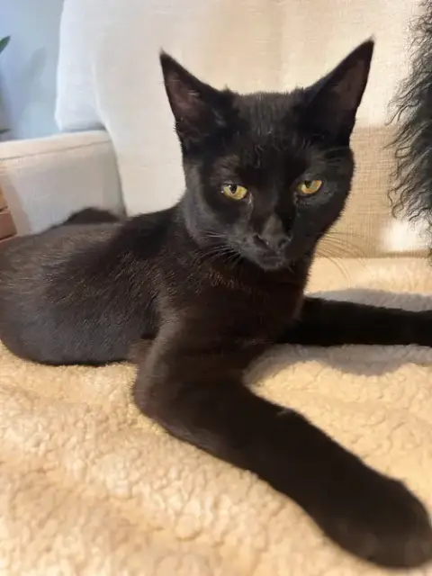 Onyx