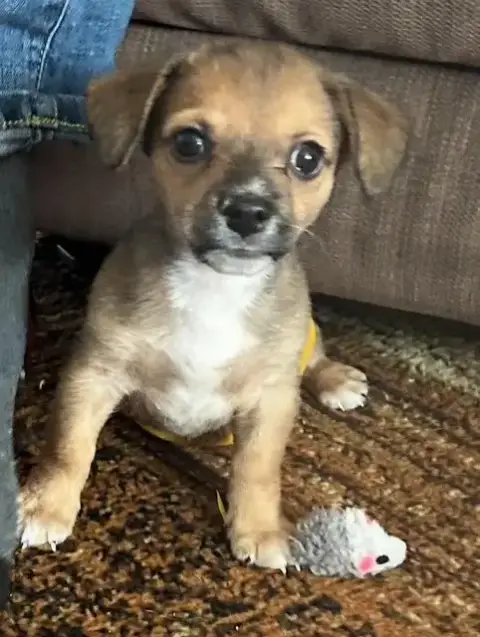 Puppy Arlo photo 4
