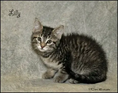 Lilly photo 2