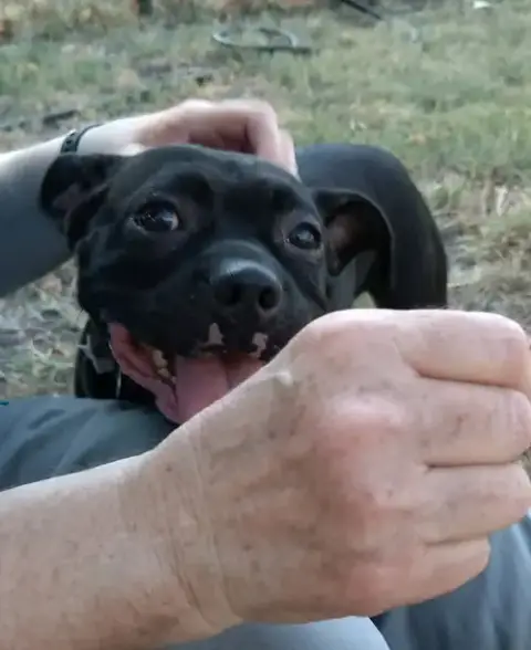 Hank