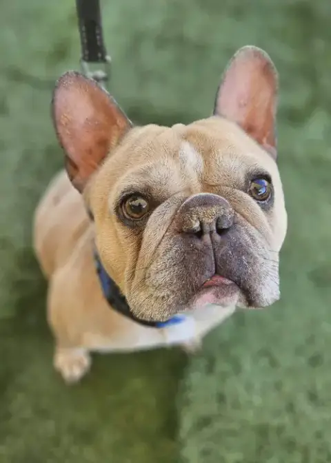 Tyson French photo 2