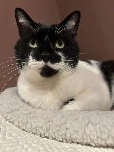 Mr. Kiki photo 3