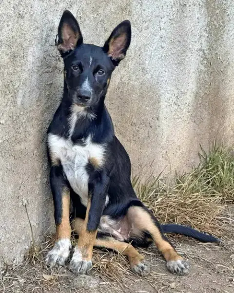 Banjo photo 2
