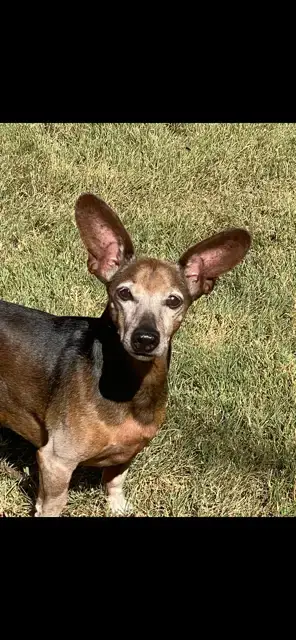 Simon