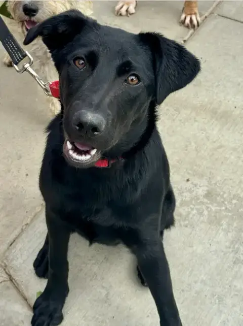 Scout *Courtesy Post* photo 4