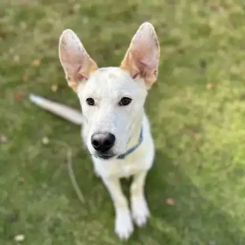 Scout Cooper photo 2