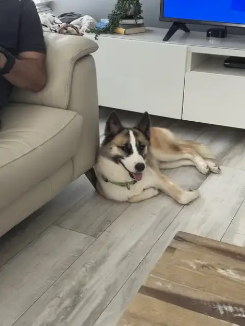 Courtesy Post: Balto