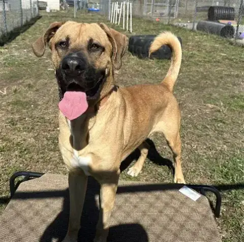 Scooby