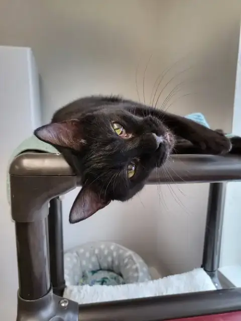 Cinder