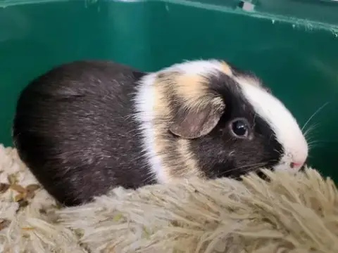 Peanut
