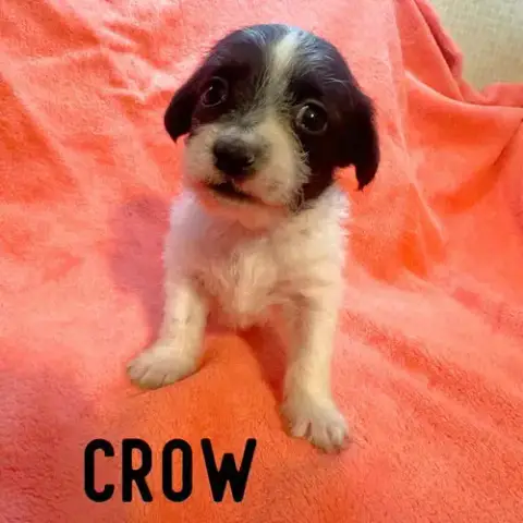 Crow