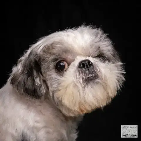 Stanley photo 2