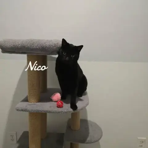 Nico photo 3