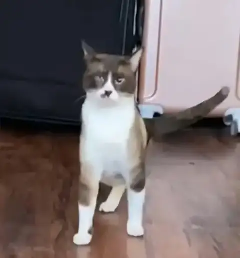 Azad