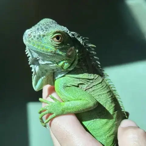 Creature photo 2