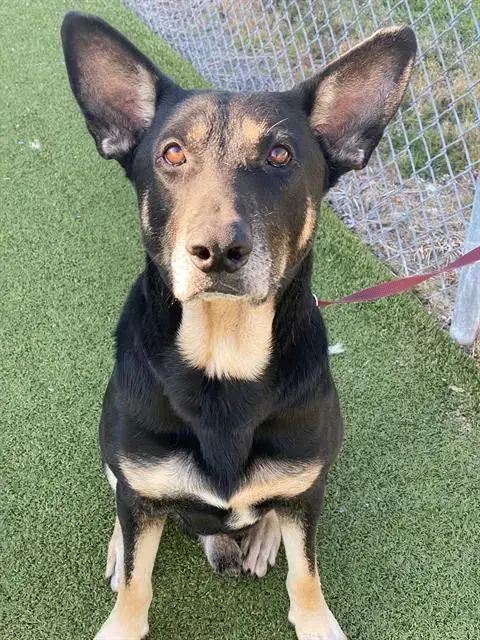 Draco