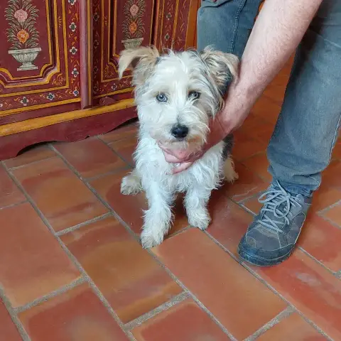Rosco