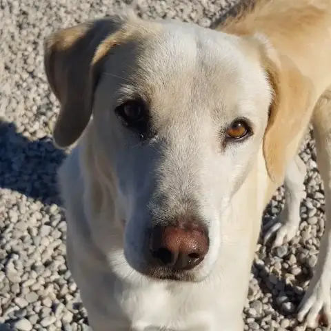 Roco