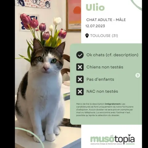 Ulio