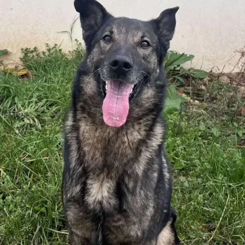 Tyson photo 2