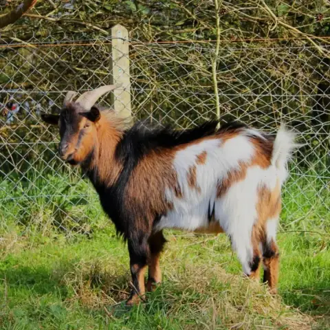 Blancheline photo 3