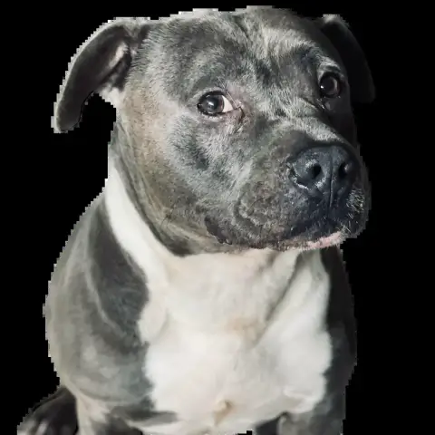 Narko photo 3