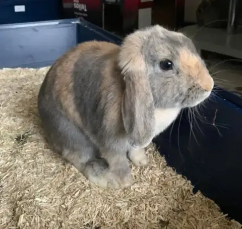 Hermione