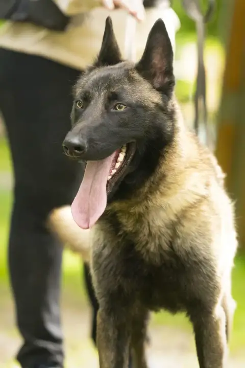 Malinois photo 2