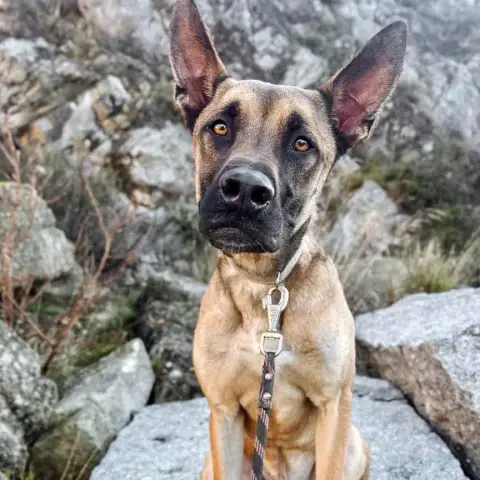 Simba