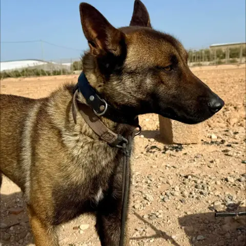 Dexter photo 3