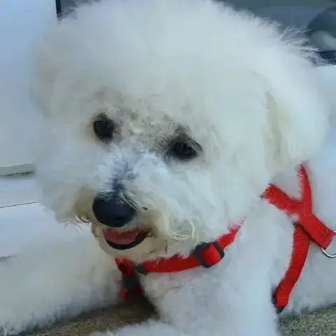 Nala photo 2