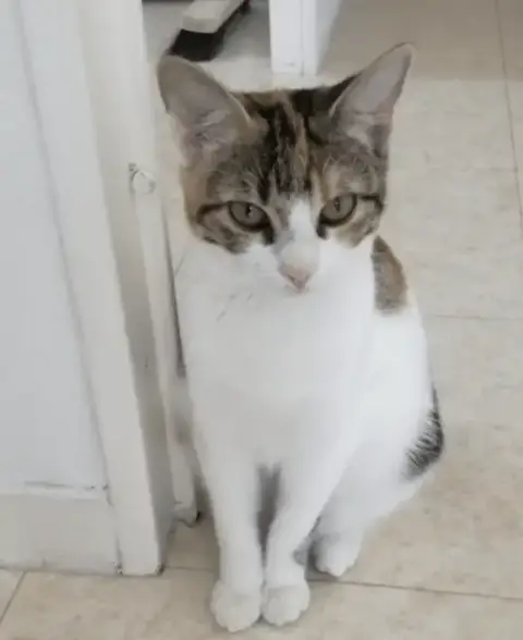 Safira