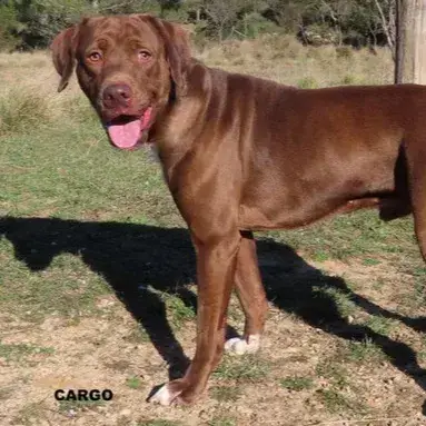 Cargo Et Image