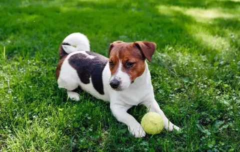 Max