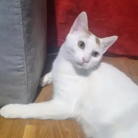 Loucky À Adopter Avec Son Frère Backy