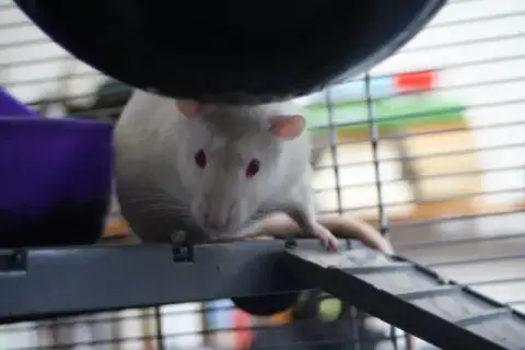 Chapelier photo 3