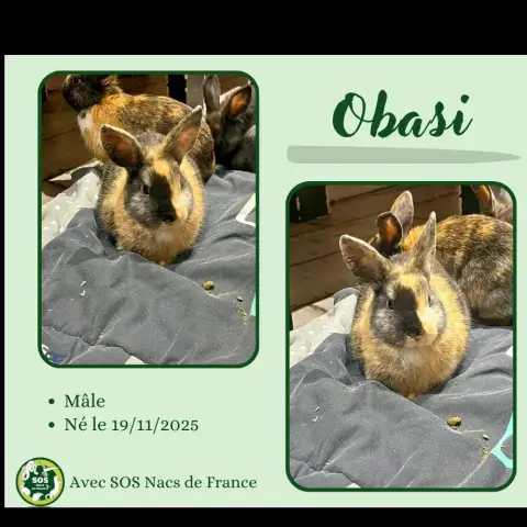 Obasi