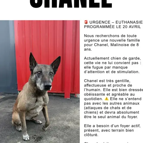 Chanel photo 3