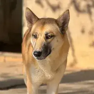 Pizca photo 2
